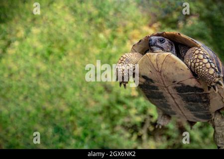 Nahaufnahme der Schildkröte auf unscharfem grünen Hintergrund, Kopierbereich Stockfoto