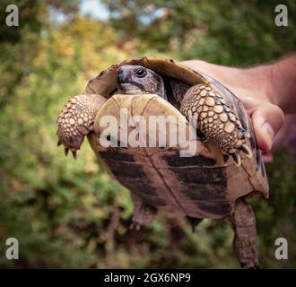 Nahaufnahme der Schildkröte auf unscharfem grünen Hintergrund Stockfoto