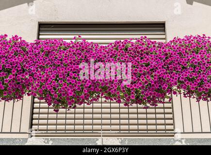 Rosa Petunia mit weißem Rand auf Balkon, Petunia hybrida pendula. Blumen Hintergrund. Stockfoto