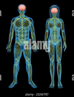 Menschliches Nervensystem Stock Vektor