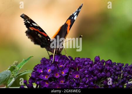 Der Rote Admiral beim Mittagessen Stockfoto