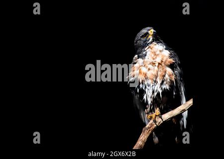 Schöner Falke mit schwarzen, braunen und weißen Federn vor schwarzem Hintergrund Stockfoto