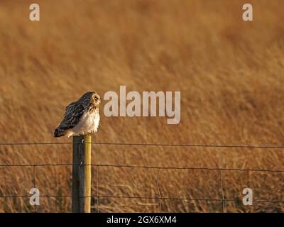 Kurzohrkauz ( ASIO flammeus) auf dem Fencepost in rauem Moorgras & Rausch der Cumbrian Fells mit goldenem Licht Cumbria, England, UK Stockfoto