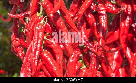 Ristra de guindas Trocknen unter der Sonne im Freien Dorfhaus. Guindas sind längliche Paprikasorten, die als Bund genäht sind und zum Trocknen auslüften. Extremadura Stockfoto