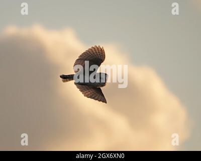 Scheune Eule (Tyto alba) im Flug beleuchtet mit goldenem Licht gegen Abendwolken mit ausgebreiteten Flügeln auf der Jagd nach Cumbrian Fells Cumbria, England, Großbritannien Stockfoto