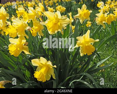 Schillernde Masse an gelben Narzissen (Narcissus) an einem strahlend sonnigen Frühlingstag in Cumbria, England, Großbritannien Stockfoto