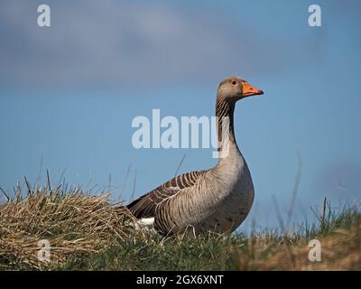 Die Zucht wilder Graugane (Anser anser) mit markantem Gefieder und orangefarbenem Schnabel steht auf der Skyline mit klarem blauen Himmel auf Moorland Cumbria, England, UK Stockfoto