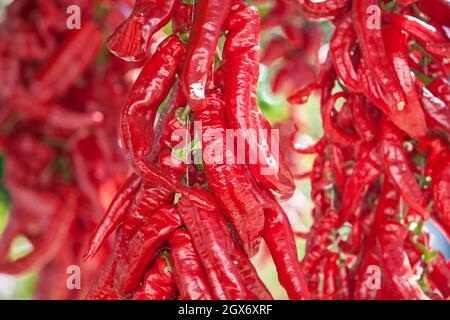 Ristra de guindas Trocknen unter der Sonne im Freien Dorfhaus. Guindas sind längliche Paprikasorten, die als Bund genäht sind und zum Trocknen auslüften. Extremadura Stockfoto