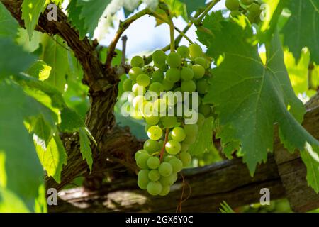 Trauben von Weißwein trebbiano Trauben reifen in Sonnenlicht auf Weinbergen in der Nähe von Terracina, Latium, Italien Stockfoto