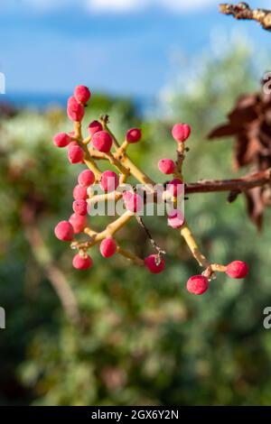 Junge unreife Pistazien wachsen auf der Plantage der Pistazien auf Zypern Stockfoto