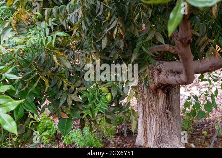 Grüne Pekannüsse reifen auf Plantagen von Pekannüssen auf Zypern in der Nähe von Paphos Stockfoto