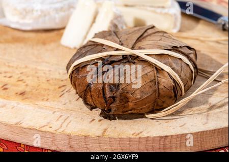 Geschmack der Provence, alte kleine Ziegenkäse Banon a la feuille in Kastanienblätter gewickelt und gebunden mit Bast, Frankreich Stockfoto