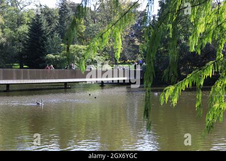 Die Sackler Crossing-Brücke, die vom Architekten John Pawson entworfen wurde, über dem wunderschönen See von Kew Gardens in der Herbstsonne im Südwesten Londons, Großbritannien Stockfoto