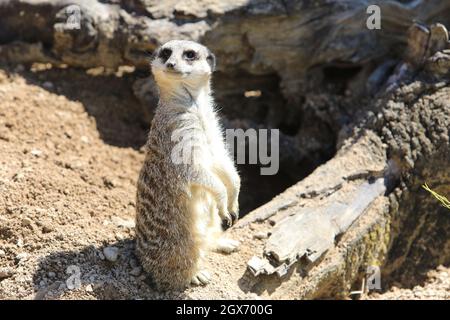 Erdmännchen posieren im Londoner Zoo, Großbritannien Stockfoto