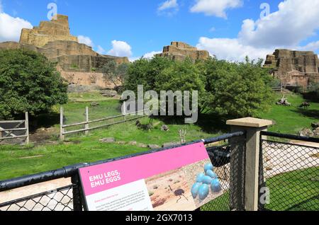 Wallabys und Emus in ihrem australischen Outback-Gehege auf den Mappin-Terrassen im London Zoo, Großbritannien Stockfoto