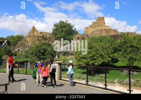 Wallabys und Emus in ihrem australischen Outback-Gehege auf den Mappin-Terrassen im London Zoo, Großbritannien Stockfoto