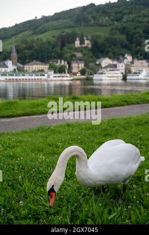 Weißer Schwanenvögel, der grünes Gras auf der Mosel grast, mit Blick auf die alte Stadt Trarbach, Deutschland Stockfoto