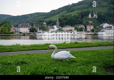 Weißer Schwanenvögel, der grünes Gras auf der Mosel grast, mit Blick auf die alte Stadt Trarbach, Deutschland Stockfoto