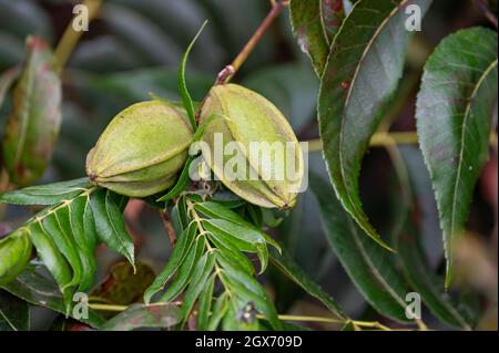Grüne Pekannüsse reifen auf Plantagen von Pekannüssen auf Zypern in der Nähe von Paphos Stockfoto