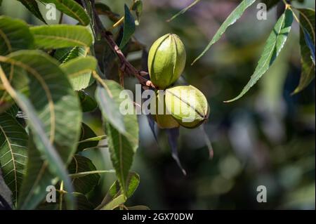 Grüne Pekannüsse reifen auf Plantagen von Pekannüssen auf Zypern in der Nähe von Paphos Stockfoto