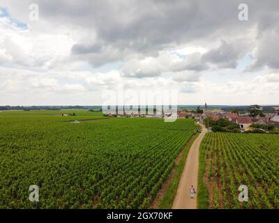 Luftblick auf grüne Grand Cru- und Premier Cru-Weinberge mit Reihen von Pinot Noir-Trauben in Cote de nuits, die aus berühmten roten und weißen Burgun hergestellt werden Stockfoto