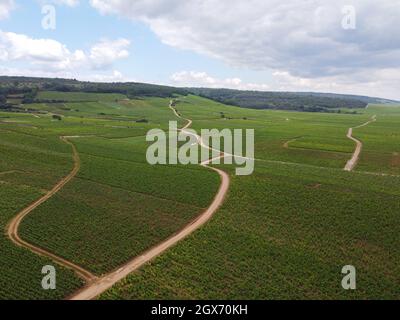 Luftblick auf grüne Grand Cru- und Premier Cru-Weinberge mit Reihen von Pinot Noir-Trauben in Cote de nuits, die aus berühmten roten und weißen Burgun hergestellt werden Stockfoto