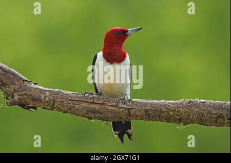 Rotkopfspecht Stockfoto