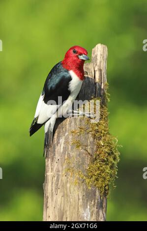 Rotkopfspecht Stockfoto