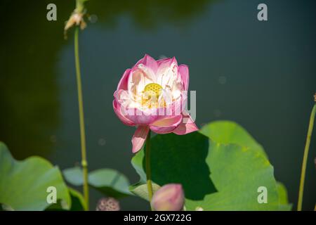Lotusblume auf dem Fluss mit grünen Lilienpads Stockfoto