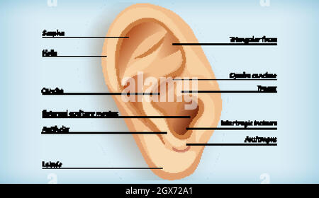 Anatomie des äußeren Ohrs Stock Vektor