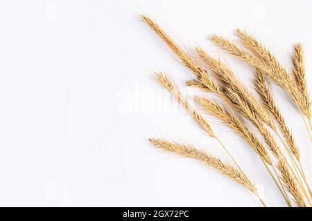 Reife Weizenohren auf weißem Hintergrund. Herbsterntekonzept, Platz für Text. Stockfoto