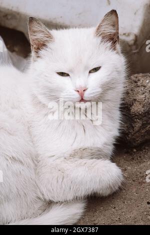 Obdachlose Katze auf der Straße. Konzept für Tierpflege und Freiwilligenarbeit. Verlorene Straßenkätzchen. Stockfoto