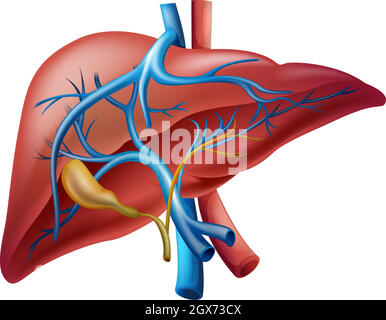 Innere Leber Stock Vektor