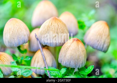 Coprinellus micaceus, Coprinus micaceus, allgemein bekannt als glitzernde Inkcap, Wildpilze Stockfoto