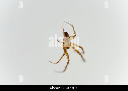 Gewöhnliche Hausspinne isoliert auf weißem Hintergrund. Stockfoto