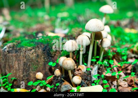 Pilze wachsen im Herbstwald Stockfoto