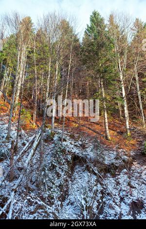 Hohe Kiefern wachsen auf dem verschneiten Hügel. Nadelwald im Winter Stockfoto