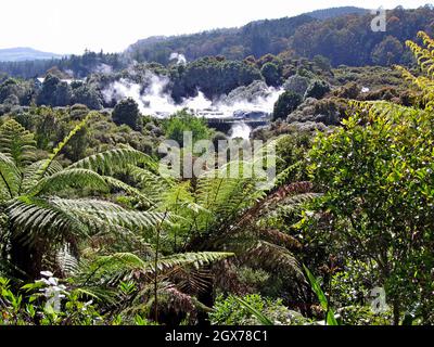 Die thermische Aktivität im Whaka Valley in der Taupo Volcanic Zone ist in Rotorua, Neuseeland, von üppigem neuseeländischem Laub umgeben. Rotorua, eine Stadt in der Caldera eines Vulkans, ist aufgrund seines allgegenwärtigen Schwefelgeruchs und seiner einzigartigen geothermischen Elemente wie heißen Quellen, Schlammtöpfen und Geysire als „Schwefelstadt“ bekannt. Stockfoto