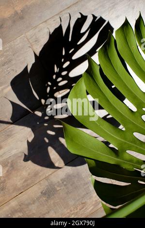 Ein Laubschatten von Monstera auf dem Boden Stockfoto