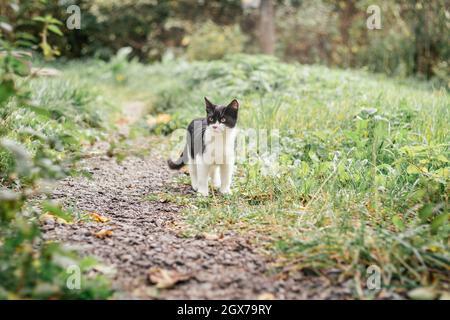 Kleine schwarz-weiße Kätzchen, 4 Monate alt, wandern entlang des Pfades zwischen verschwommenem grünem Gras Stockfoto