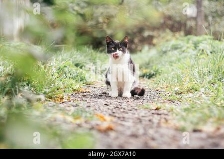 Kleines schwarz-weißes Kätzchen, 4 Monate alt, sitzt auf dem Pfad und leckt seine Lippen zwischen verschwommenem grünem Gras Stockfoto