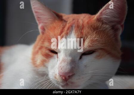 Eine orangefarbene streunende Katze posiert vor der Kamera und bekommt Aufmerksamkeit. Schöne grüne Augen der Natur. Stockfoto