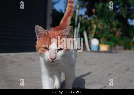 Eine orangefarbene streunende Katze posiert vor der Kamera und bekommt Aufmerksamkeit. Schöne grüne Augen der Natur. Stockfoto