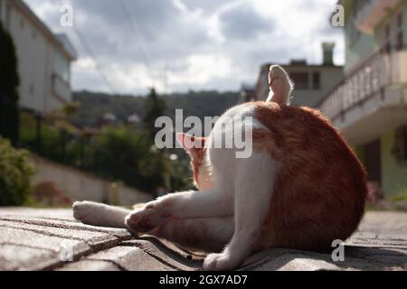 Schöne orange streunende Katze liegt auf der Straße Abfluss. Sich selbst reinigen. Stockfoto