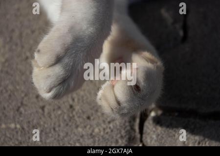 Nahaufnahme weißer Katzenpfoten mit rosa Zehenbohnen. Stockfoto