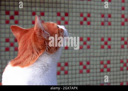 Orange niedliche Katze posiert vor grün-roten Wandfliesen. Wütend aussehende Wildkatze. Stockfoto