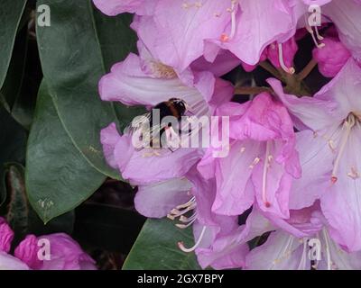 Nahaufnahme einer Hummel bestäubt eine lila Blume. Stockfoto