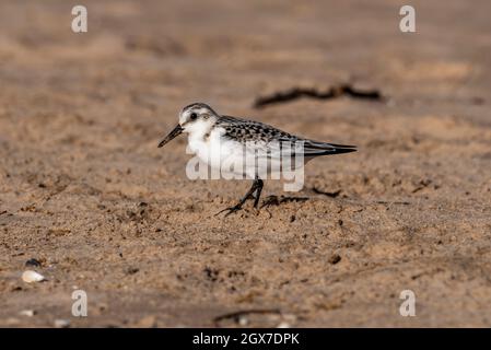 Sanderling, Calidris alba am sandigen Lake Michigan Strand bei Two Rivers, Wisconsin. Überall auf der Welt findet man Sanderlinge an Sandstränden. Stockfoto