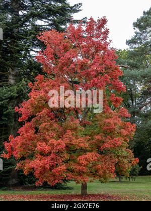 Acer triflorum Baum zeigt Herbstfarbe Stockfoto