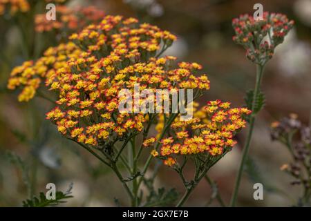 Nahaufnahme der Achillea Feuerland Blumen Stockfoto